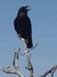 Grand Canyon Crow